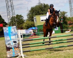 jumper Lequino 2 (German Sport Horse, 2017, from Larimar)