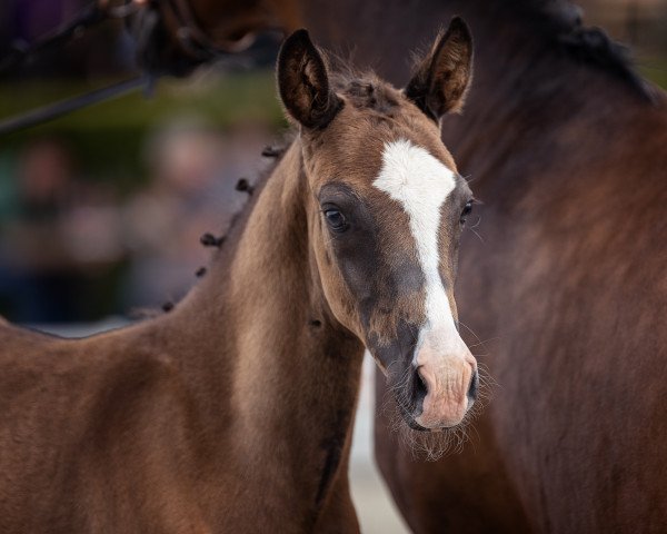 Springpferd CARBOWS Magic Marshmallow (Deutsches Reitpony, 2022, von Magic Friday B WE)