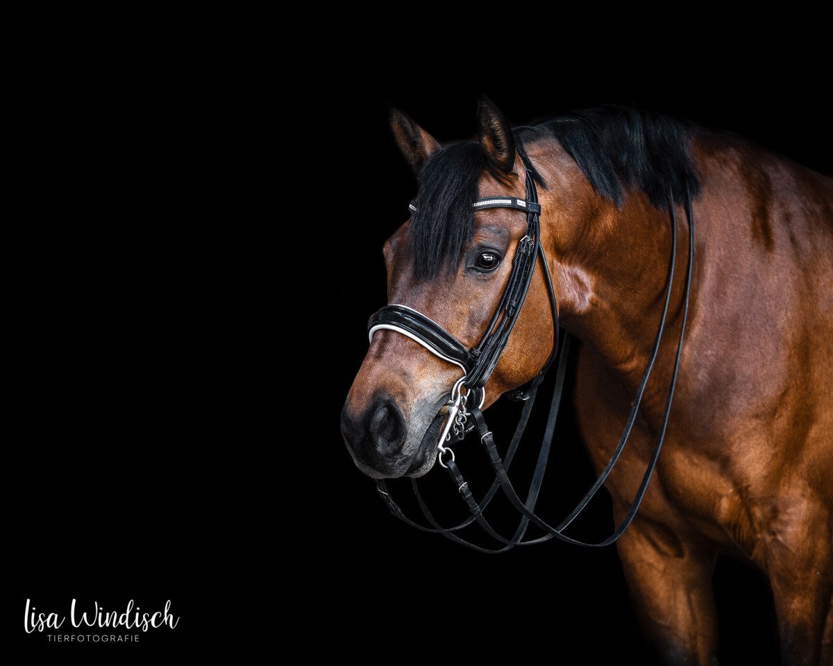 dressage horse Her Man (Württemberger, 2012, from Abendtanz)