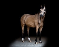 dressage horse Nessaya S (German Riding Pony, 2011, from Nemax)