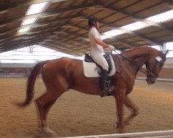 stallion Caro (New Forest Pony, 1984, from Axceen Camillo)