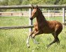 dressage horse Coeur Royale S (German Riding Pony, 2022, from DSP Cosmo Royale)