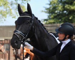 dressage horse Edano 13 (Alt-Oldenburger / Ostfriesen, 2014, from Ernesto M)