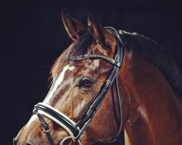 dressage horse Dear Artur (German Sport Horse, 2016, from Duke of Oldenburg)