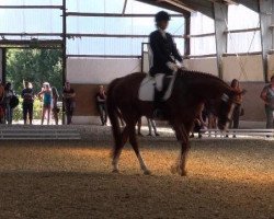 dressage horse Wolkenstein's Son (Hanoverian, 2004)