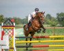 dressage horse For Eternity 16 (Hanoverian, 2014, from Forsyth)