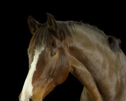 Springpferd Cassanjo (Holsteiner, 2010, von Cassiano)