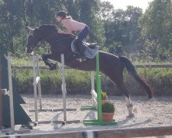 broodmare Betty Barcley 8 (KWPN (Royal Dutch Sporthorse), 2006, from Patijn)