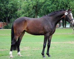 broodmare Gründleinshof Deluxe (German Riding Pony, 2016, from Tackmann's Dessert de luxe)