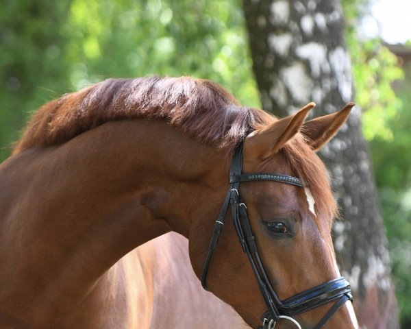 dressage horse Quentin 150 (Oldenburg, 2014, from Quadroneur)