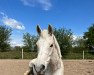 jumper Caruso 452 (German Riding Pony, 2006, from Cyriac WE)