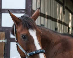 broodmare Palin (Westphalian, 2006, from Polany)