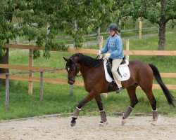 dressage horse Fabelgraf (Trakehner, 2014, from Guardian 16)