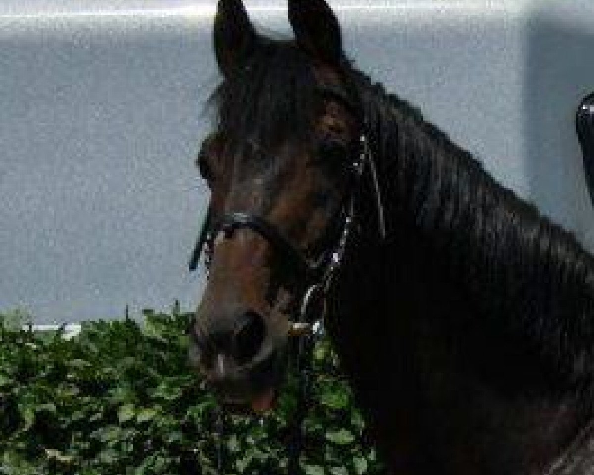 jumper Black Star 16 (Oldenburg, 1990)