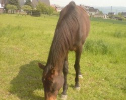 horse Swaroun (Trakehner, 1984, from Swazi xx)