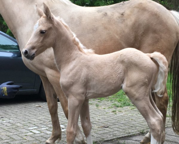 Springpferd Wientje (Deutsches Reitpony, 2021, von No Escape)