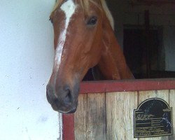 dressage horse Alizee 3 (Hanoverian, 1997, from Aquarell)