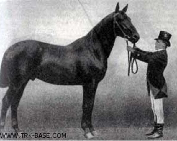 horse Hirtenknabe (Trakehner, 1887, from Hector 1872 xx)