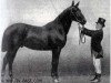 stallion Hirtenknabe (Trakehner, 1887, from Hector 1872 xx)