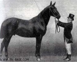 Deckhengst Hirtenknabe (Trakehner, 1887, von Hector 1872 xx)