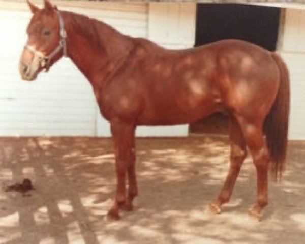 stallion Aurealis xx (Thoroughbred, 1971, from Kaoru Star xx)