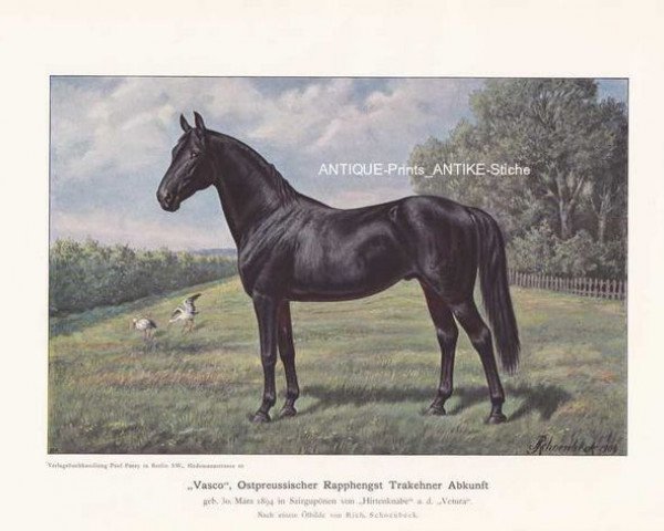 Deckhengst Vasco (Trakehner, 1894, von Hirtenknabe)