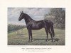 stallion Vasco (Trakehner, 1894, from Hirtenknabe)
