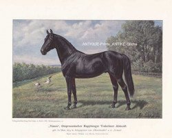 stallion Vasco (Trakehner, 1894, from Hirtenknabe)