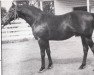 stallion King of Babylon xx (Thoroughbred, 1960, from King of the Tudors xx)