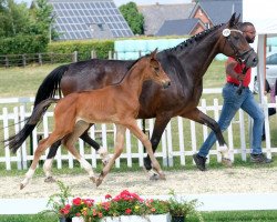 dressage horse Taurina Dante (Westphalian, 2022, from Taurus)