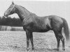stallion Waldjunker (Trakehner, 1913, from Vasco)