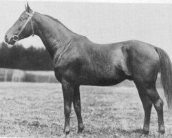 Deckhengst Waldjunker (Trakehner, 1913, von Vasco)