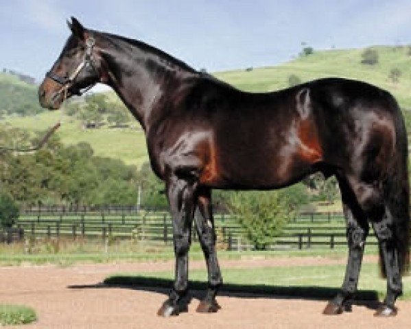 stallion Success Express xx (Thoroughbred, 1985, from Hold Your Peace xx)