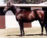 stallion Semipalatinsk xx (Thoroughbred, 1978, from Nodouble xx)