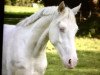 dressage horse Rheingolds Look At Me (German Riding Pony, 2018, from Rheingold)