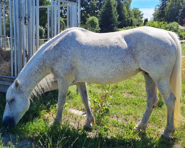 broodmare Moyvoon Girl (Connemara Pony,  , from I Love You Melody)