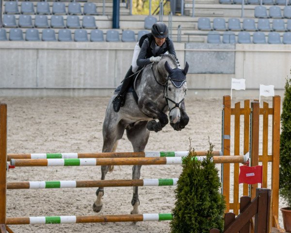 jumper Le Joly 3 (Zangersheide riding horse, 2015, from Lyjanero)