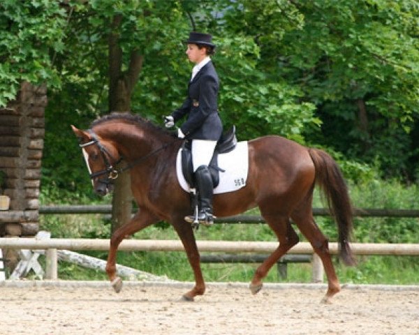 dressage horse Bodethal's Aragon (German Riding Pony, 2003, from Arts-Arason)