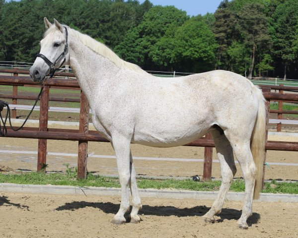 broodmare H.W.'s Caciva (Württemberger, 2001, from Cento)