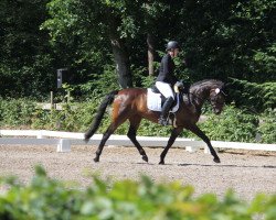 dressage horse Lillyfee M (Hanoverian, 2016, from Le Vivaldi)