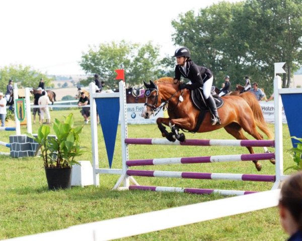 horse Bodethals Bernadett (Welsh-Pony (Section B), 1999, from Tetworth Crimson Lake)