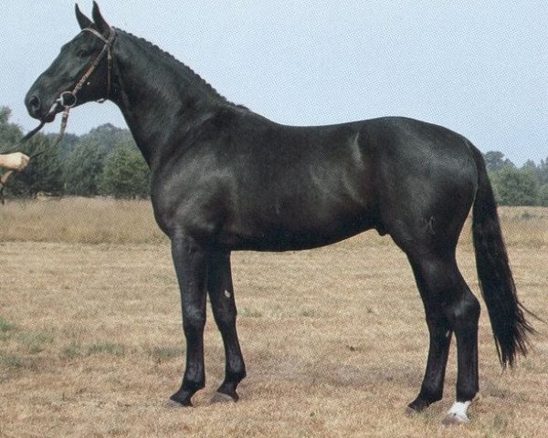 stallion Dostal (Hanoverian, 1980, from Don Carlos 4088)