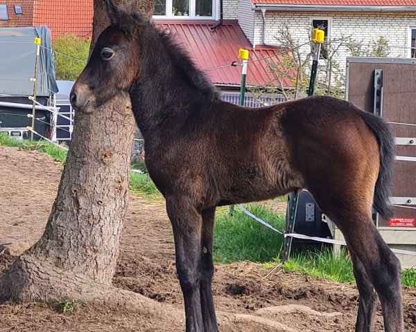 dressage horse Sandmanns Charly Brown (Connemara Pony, 2022, from Clochanard Capone)