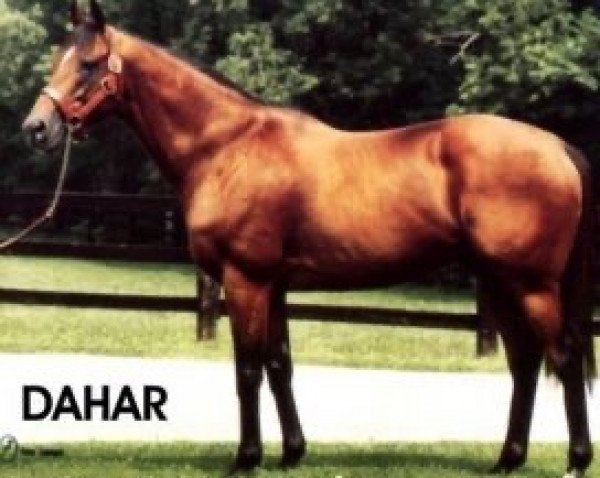 stallion Dahar xx (Thoroughbred, 1981, from Lyphard xx)