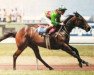 broodmare Solo Performance xx (Thoroughbred, 1980, from Without Fear xx)