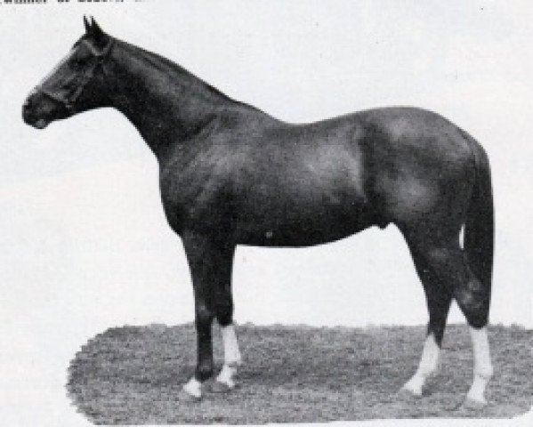 stallion Confessor xx (Thoroughbred, 1943, from Fair Trial xx)