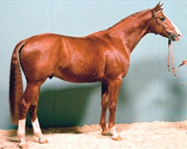 stallion Mister A (Hanoverian, 1984, from Matcho AA)