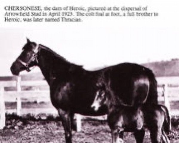 broodmare Chersonese xx (Thoroughbred, 1915, from Cylgad xx)