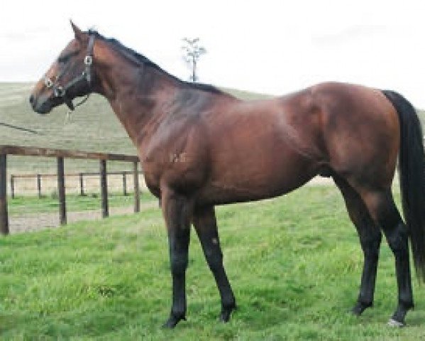 stallion Keano xx (Thoroughbred, 2005, from Pins xx)