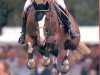 stallion Faust Z (Hanoverian, 1987, from Furioso II)